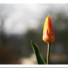 Wildtulpe