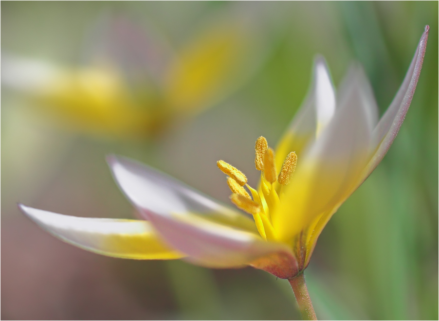 Wildtulpe