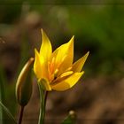 Wildtulpe