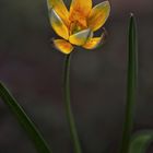 Wildtulpe