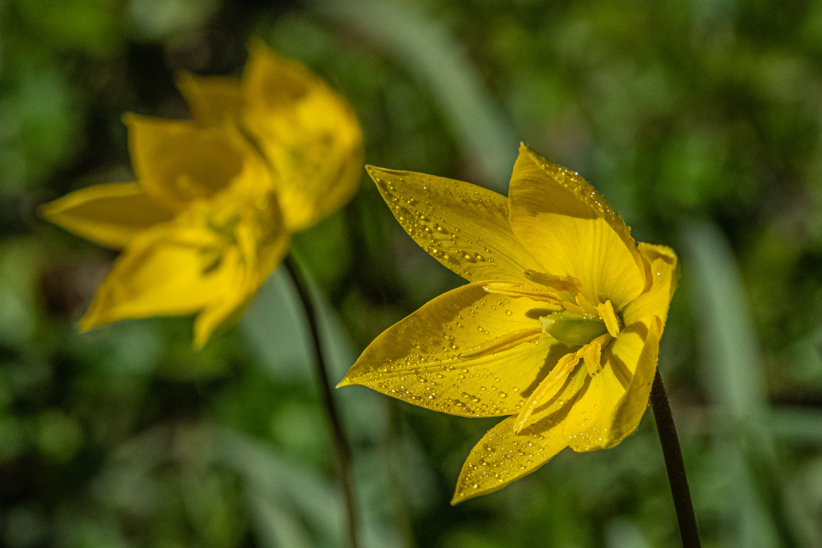 Wildtulpe.