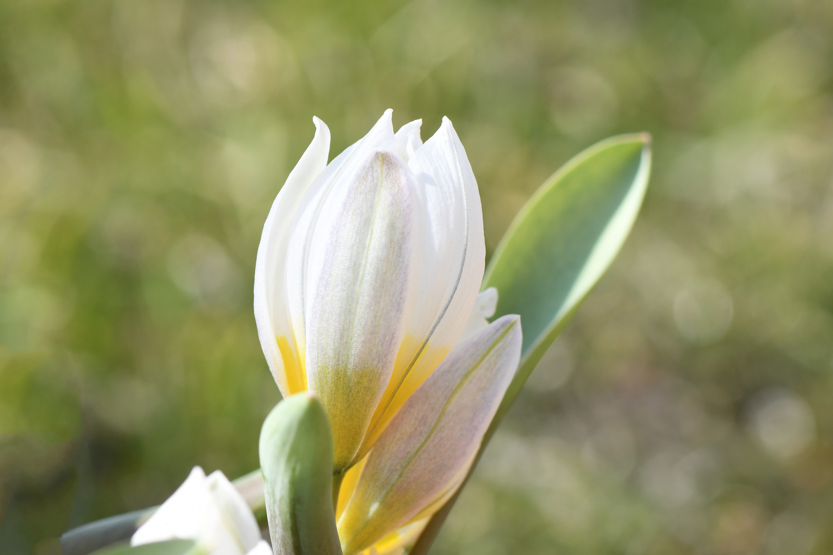 Wildtulpe