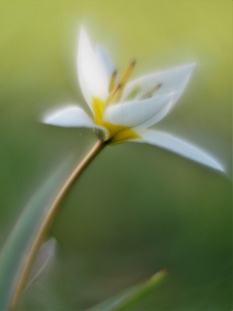 Wildtulpe