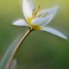 Wildtulpe