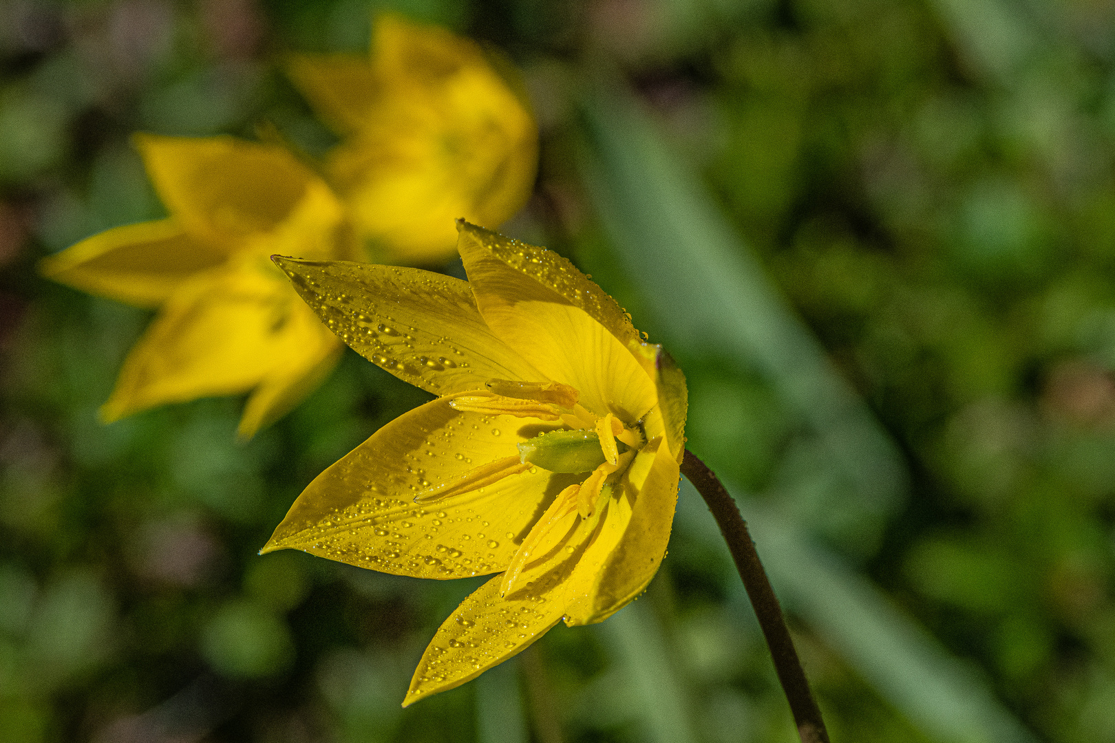 Wildtulpe.