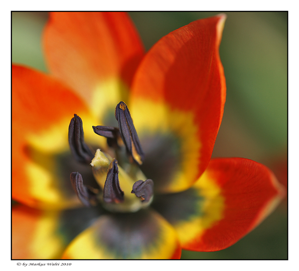 Wildtulpe