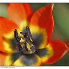 Wildtulpe