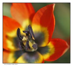 Wildtulpe