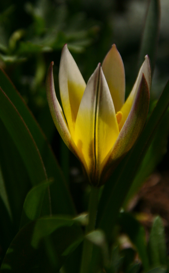 Wildtulpe