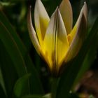 Wildtulpe