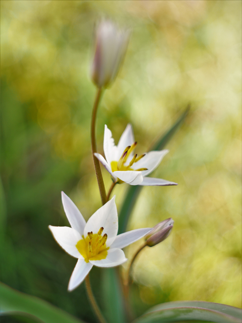 Wildtulpe II