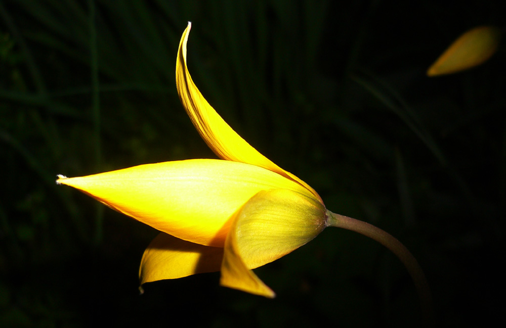 Wildtulpe im Dunkel