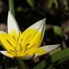 Wildtulpe im Garten