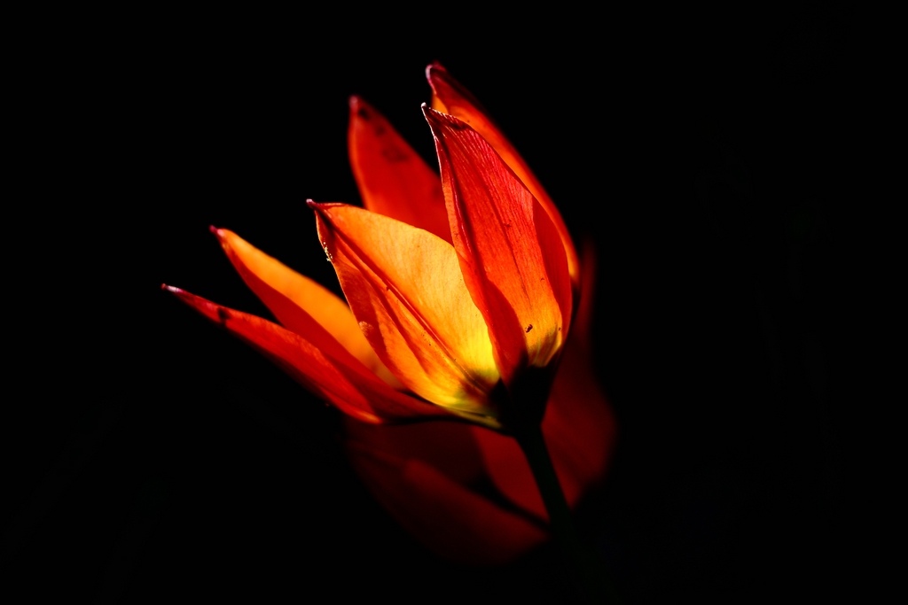 Wildtulpe im Gegenlicht