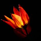 Wildtulpe im Gegenlicht