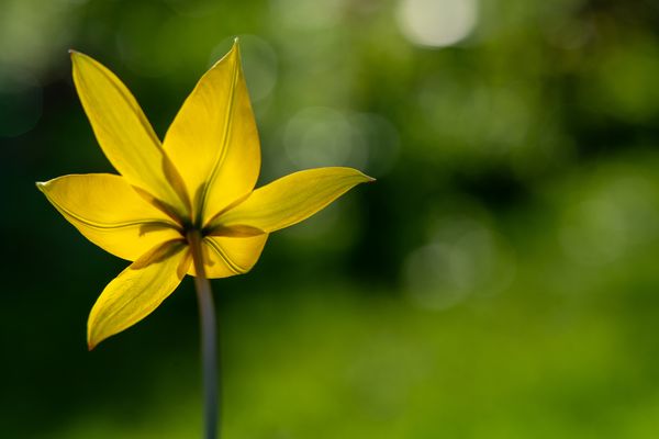 Wildtulpe im Gegenlicht
