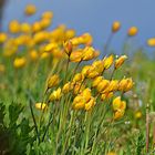 Wildtulpe im Weinberg