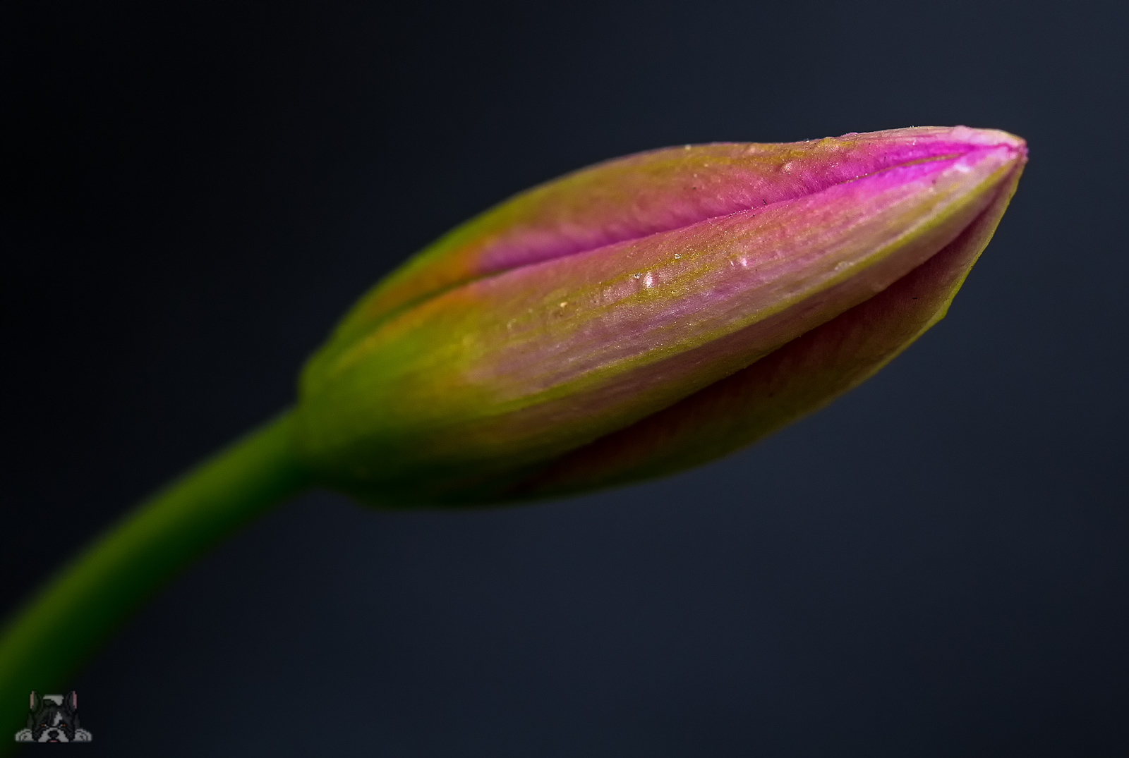 Wildtulpe Lilac Wonder