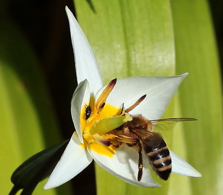 Wildtulpe mit Besuchern...