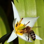 Wildtulpe mit Besuchern...