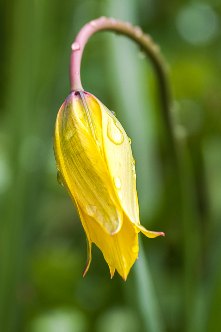 Wildtulpe nach dem Regen