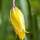 Wildtulpe nach dem Regen