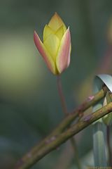 Wildtulpe ( Tulipa kolpakowskiana )