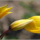 Wildtulpe Tulipa sylvestris