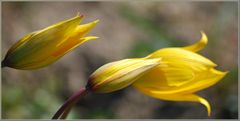 Wildtulpe Tulipa sylvestris