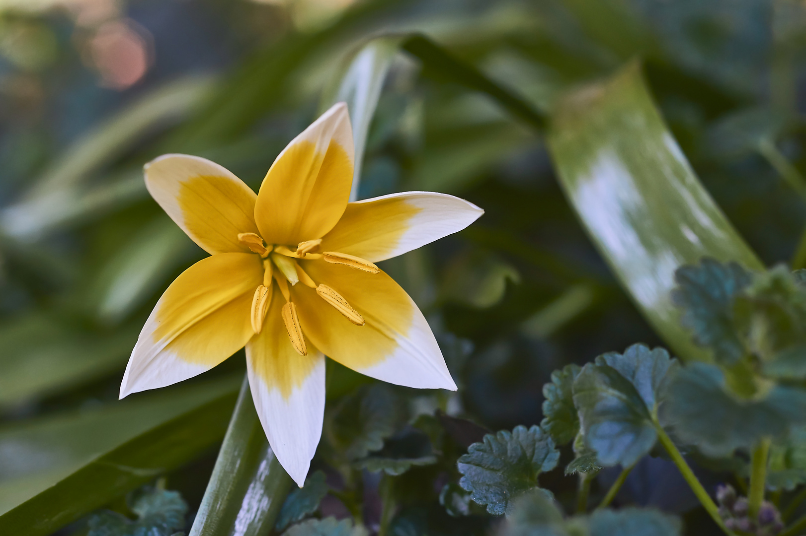 Wildtulpe (Tulipa tarda)