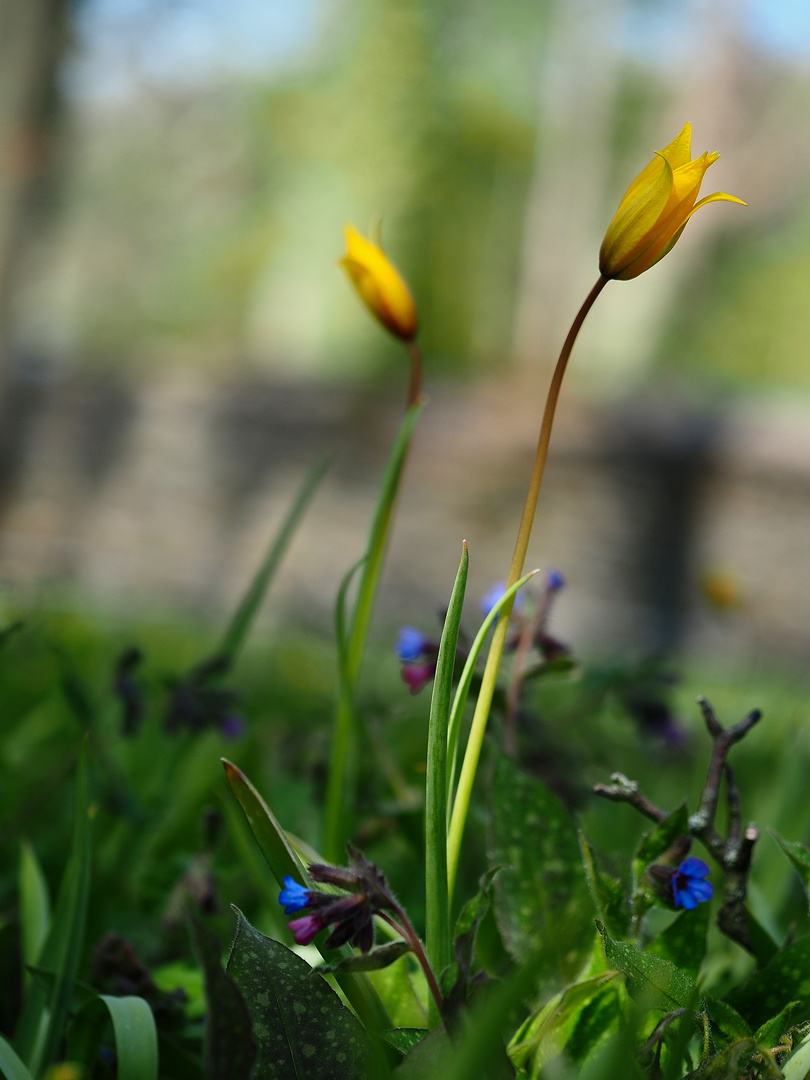 Wildtulpe und Lungenkraut