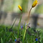 Wildtulpe und Lungenkraut