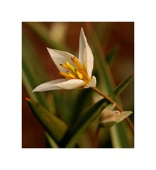 Wildtulpe2