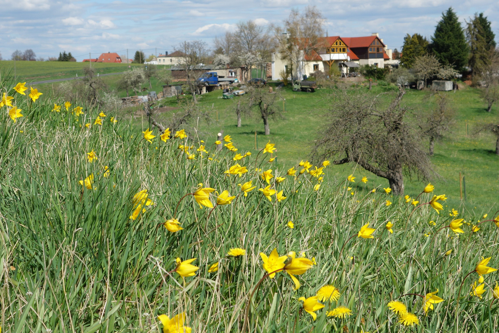 Wildtulpen