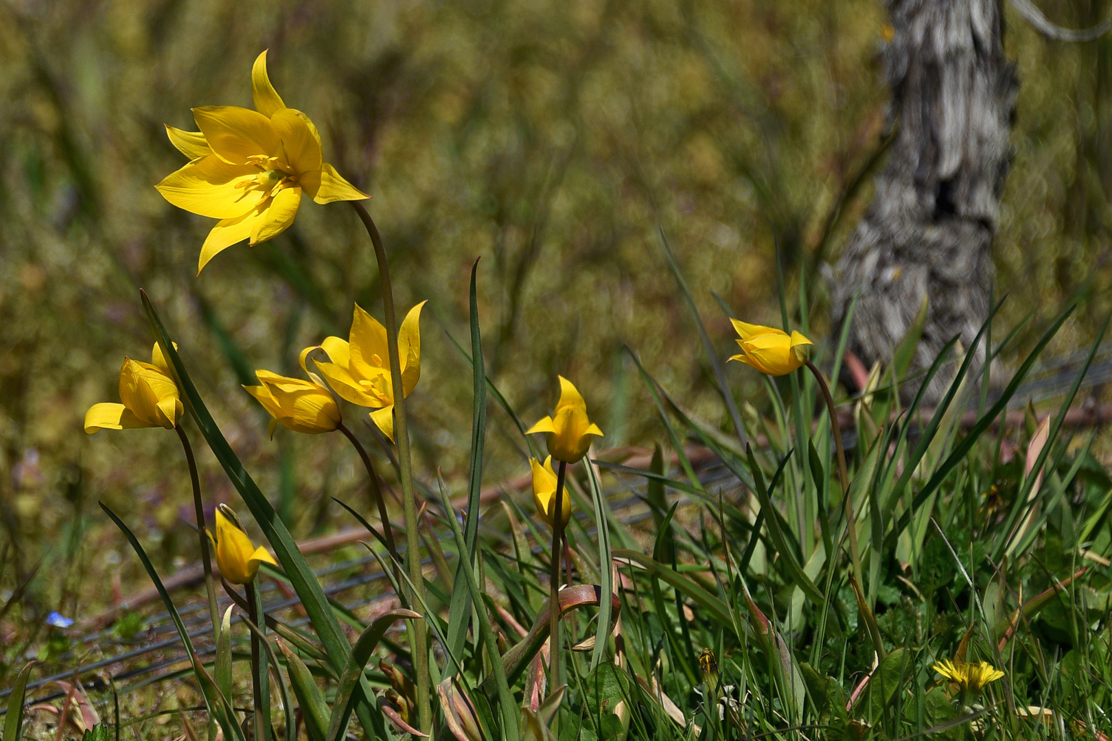 Wildtulpen