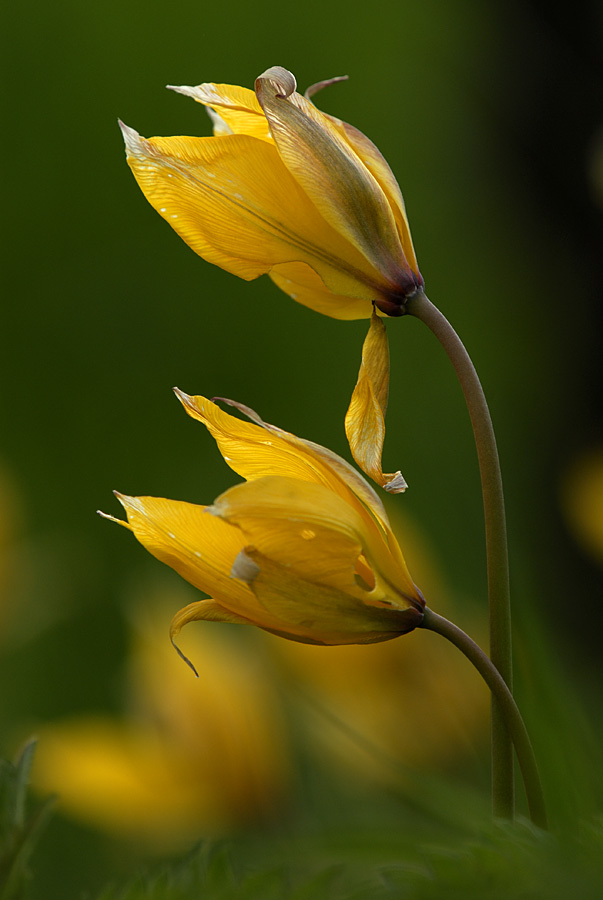 Wildtulpen