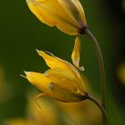 Wildtulpen