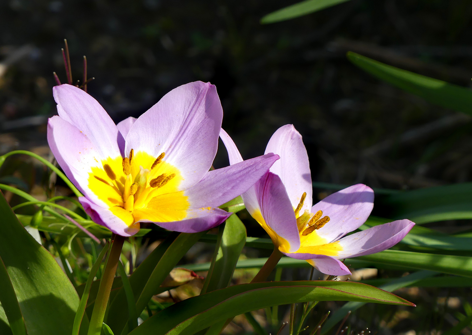 Wildtulpen