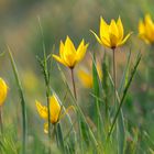 Wildtulpen