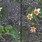 Wildtulpen? (3D)