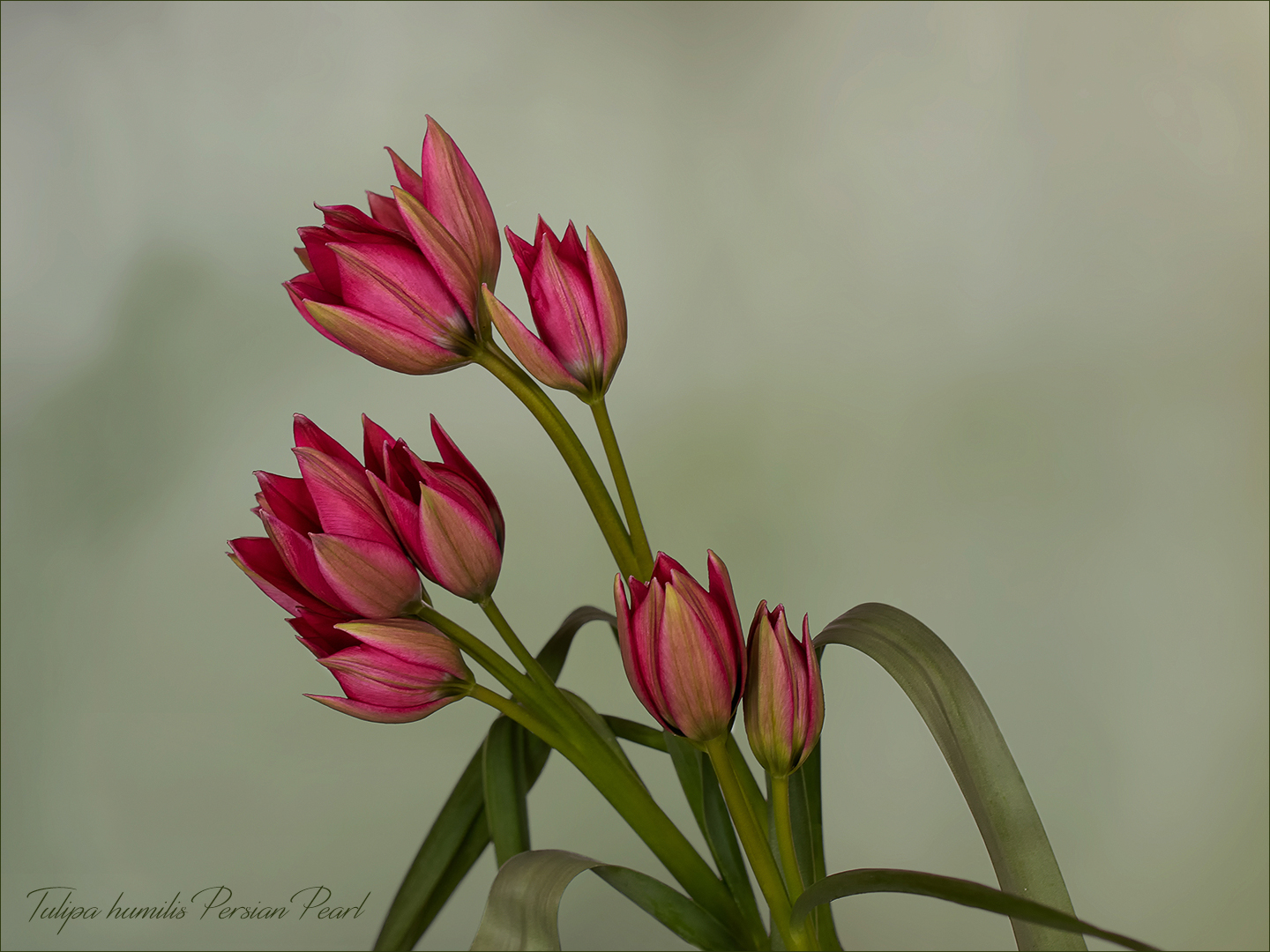 Wildtulpen...