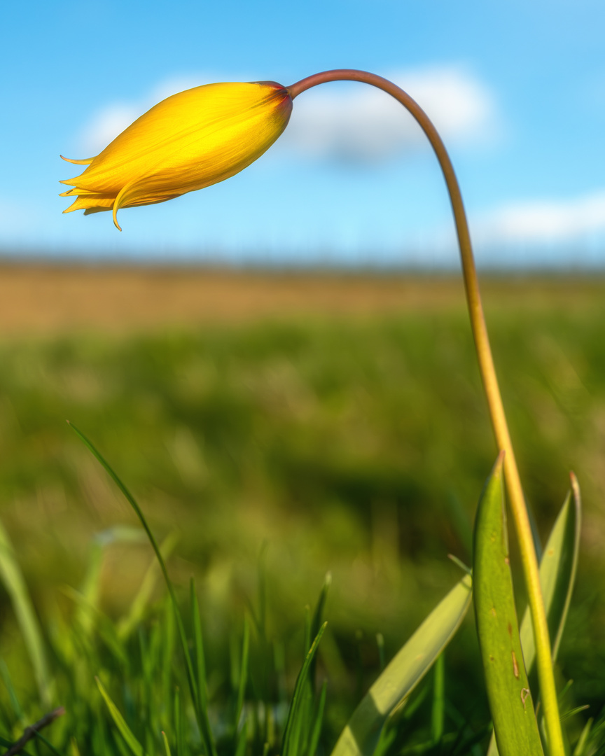 Wildtulpen