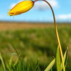 Wildtulpen