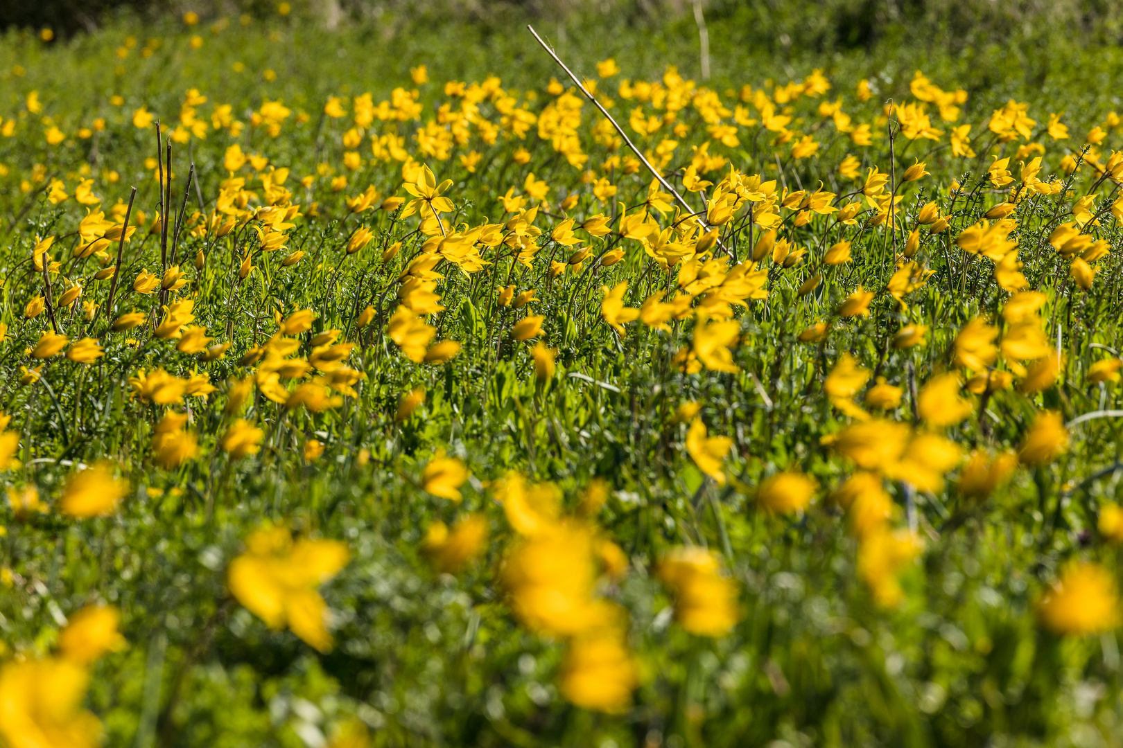 Wildtulpen