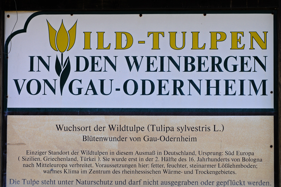 Wildtulpen