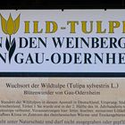 Wildtulpen