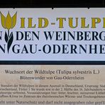 Wildtulpen