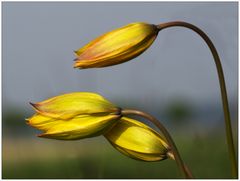 Wildtulpen