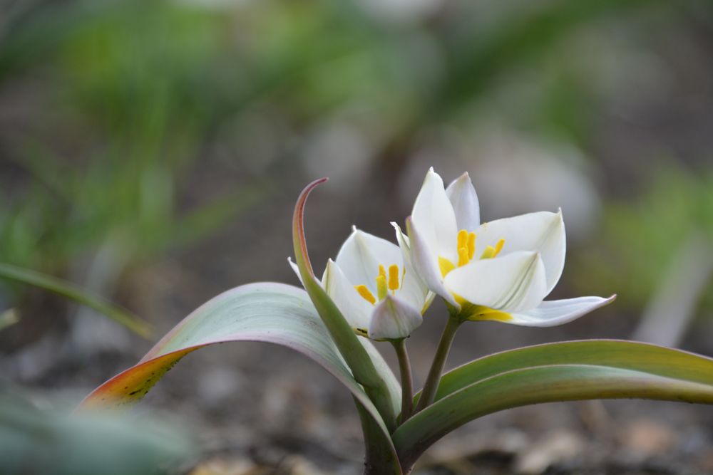 Wildtulpen