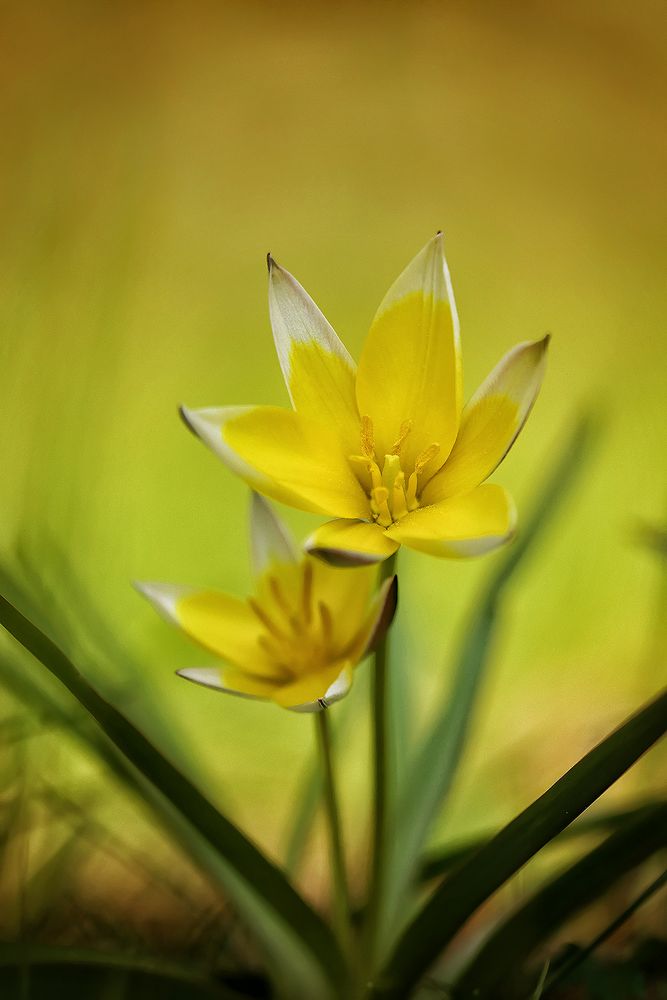 Wildtulpen